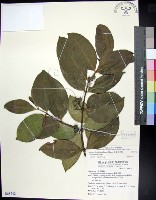 藏品(革葉羊角扭、細脈榖木)的圖片