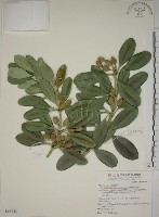 藏品(蘭嶼念珠藤)的圖片