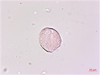 藏品(闊葉麥門冬)的圖片