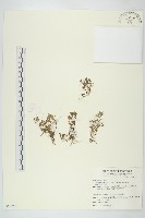 藏品(石胡荽、吐金草)的圖片