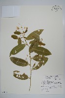 藏品(蘭嶼山柑)的圖片