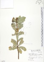 藏品(蘭嶼樹杞、蘭嶼紫金牛)的圖片