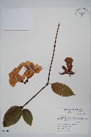 藏品(月桂藤)的圖片