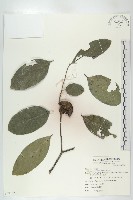 藏品(黃心柿)的圖片