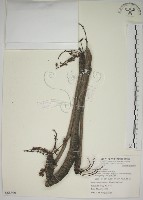 藏品(掌葉蘋婆)的圖片