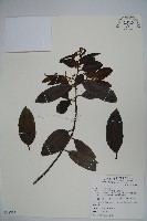 藏品(忍冬葉冬青)的圖片