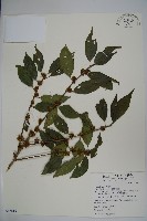 藏品(臺灣糊樗)的圖片