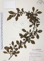 藏品(對面花)的圖片