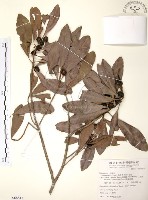 藏品(楊梅)的圖片