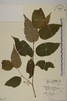 藏品(佩羅特木)的圖片