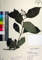 藏品(台北玉葉金花)的圖片