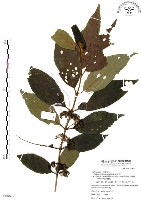 藏品(杜虹花，台灣紫珠)的圖片