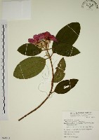 藏品(野牡丹)的圖片