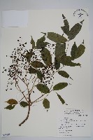 藏品(木蠟樹、山漆)的圖片