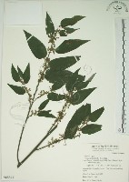 藏品(山黃麻)的圖片