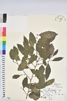 藏品(刺杜密)的圖片