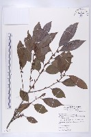 藏品(山柿, 山豆柿)的圖片