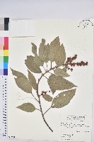 藏品(粗糠柴)的圖片