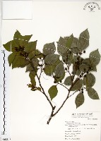 藏品(朴樹)的圖片