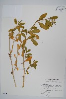 藏品(空心蓮子草)的圖片