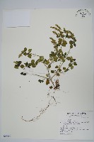 藏品(爵床)的圖片