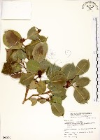 藏品(白榕、垂榕)的圖片