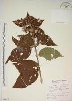 藏品(朝鮮紫珠、蘭嶼女兒茶)的圖片