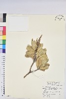 藏品(蘭嶼土沉香)的圖片