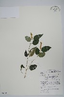 藏品(卵葉鱗球花)的圖片