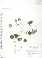 藏品(苞花蔓)的圖片