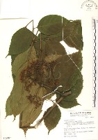 藏品(火筒樹)的圖片