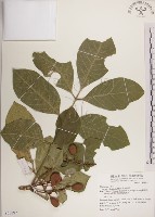 藏品(大葉樹蘭)的圖片