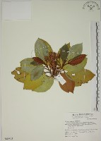 藏品(大野牡丹)的圖片