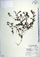 藏品(倒地蜈蚣)的圖片