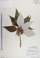 藏品(蘭嶼水絲麻)的圖片