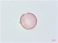 藏品(毛果柃木、菱葉柃木)的圖片