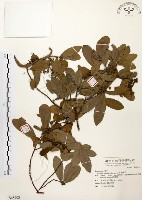 藏品(黃肉樹, 小梗木薑子)的圖片