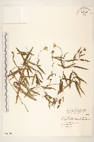 藏品(天蓬草舅)的圖片