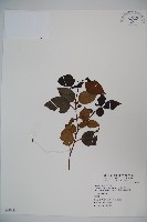 藏品(高山莢迷)的圖片