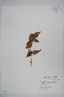 藏品(太魯閣千金榆)的圖片