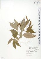 藏品(樟葉槭, 飛蛾子樹)的圖片