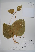 藏品(華他卡藤)的圖片