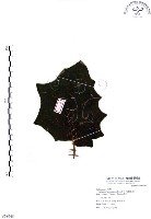 藏品(羊不食、毛茄)的圖片