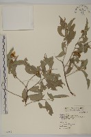 藏品(南華南蛇藤，青江藤)的圖片