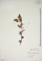 藏品(小桑樹)的圖片