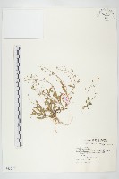 藏品(薺)的圖片