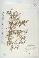 藏品(臭濱芥、臭薺)的圖片