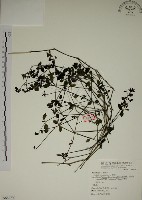 藏品(爵床)的圖片