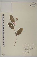 藏品(南華南蛇藤，青江藤)的圖片