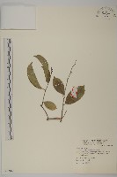 藏品(南華南蛇藤，青江藤)的圖片